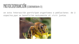 PROTOCOOPERACIÓN(COORDINADORAN°23)
en esta interacción participan organismos o poblaciones de 2
especies,que se benefician mutuamente al vivir juntas
 