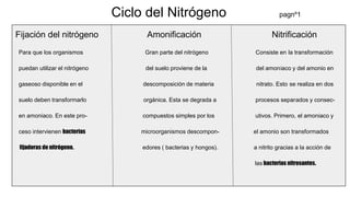 Ciclo del Nitrógeno pagnº1
Fijación del nitrógeno Amonificación Nitrificación
Para que los organismos Gran parte del nitrógeno Consiste en la transformación
puedan utilizar el nitrógeno del suelo proviene de la del amoniaco y del amonio en
gaseoso disponible en el descomposición de materia nitrato. Esto se realiza en dos
suelo deben transformarlo orgánica. Esta se degrada a procesos separados y consec-
en amoniaco. En este pro- compuestos simples por los utivos. Primero, el amoniaco y
ceso intervienen bacterias microorganismos descompon- el amonio son transformados
fijadoras de nitrógeno. edores ( bacterias y hongos). a nitrito gracias a la acción de
las bacterias nitrosantes.
 