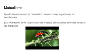 Mutualismo
tipo de interacción que se caracteriza porque los dos organismos son
beneficiados.
Ej:la interacción entre las plantas y los insectos polinizadores como las abejas y
las mariposas
 