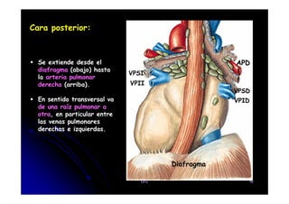 Cara posterior:
Se extiende desde el
diafragma (abajo) hasta
la arteria pulmonar
derecha (arriba).
En sentido transversal va
de una raíz pulmonar a
APD
VPSI
VPII
VPID
VPSD
En sentido transversal va
de una raíz pulmonar a
otra, en particular entre
las venas pulmonares
derechas e izquierdas.
Diafragma
VPID
CFC 10
 