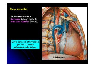 Cara derecha:
Se extiende desde el
diafragma (abajo) hasta la
vena cava superior (arriba).
VCS
CFC 11
Esta cara es atravesada
por las 2 venas
pulmonares derechas.
Diafragma
VCS
 