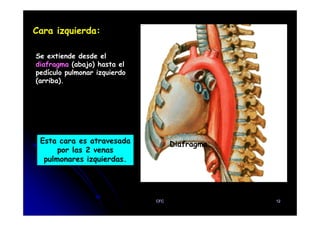 Cara izquierda:
Se extiende desde el
diafragma (abajo) hasta el
pedículo pulmonar izquierdo
(arriba).
Esta cara es atravesada
por las 2 venas
pulmonares izquierdas.
Diafragma
CFC 12
 