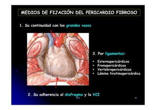 MEDIOS DE FIJACIÓN DEL PERICARDIO FIBROSO
1. Su continuidad con los grandes vasos
3. Por ligamentos:
2. Su adherencia al diafragma y la VCI
3. Por ligamentos:
Esternopericárdicos
Frenopericárdicos
Vertebropericárdicos
Lámina tirotimopericárdica
CFC 16
 