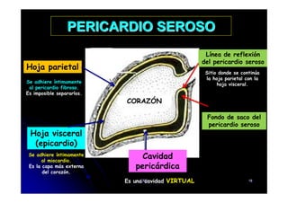 PERICARDIO SEROSO
Hoja parietal
Línea de reflexión
del pericardio seroso
Sitio donde se continúa
la hoja parietal con la
hoja visceral.
CORAZÓN
Se adhiere íntimamente
al pericardio fibroso.
Es imposible separarlos.
Hoja visceral
(epicardio)
Cavidad
pericárdica
Es una cavidad VIRTUAL
Fondo de saco del
pericardio seroso
CORAZÓN
Se adhiere íntimamente
al miocardio.
Es la capa más externa
del corazón.
CFC 18
 