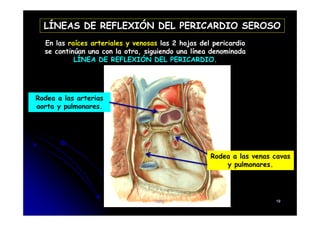 LÍNEAS DE REFLEXIÓN DEL PERICARDIO SEROSO
En las raíces arteriales y venosas las 2 hojas del pericardio
se continúan una con la otra, siguiendo una línea denominada
LÍNEA DE REFLEXIÓN DEL PERICARDIO.
Rodea a las arterias
aorta y pulmonares.
Rodea a las venas cavas
y pulmonares.
CFC 19
 