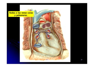 Rodea a las venas cavas
y pulmonares.
CFC 21
 