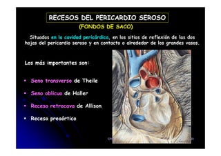 RECESOS DEL PERICARDIO SEROSO
(FONDOS DE SACO)
Situados en la cavidad pericárdica, en los sitios de reflexión de las dos
hojas del pericardio seroso y en contacto o alrededor de los grandes vasos.
Seno transverso de Theile
Los más importantes son:
Seno transverso de Theile
Seno oblicuo de Haller
Receso retrocava de Allison
Receso preaórtico
CFC 23
 