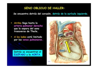SENO OBLICUO DE HALLER:
Se encuentra detrás del corazón, detrás de la aurícula izquierda.
Arriba llega hasta la
arteria pulmonar derecha
que lo separa del seno
transverso de Theile.
A los lados está limitado
por las venas pulmonares.
APD
Detrás se encuentran el
ESÓFAGO y la AORTA.
CFC 29
 