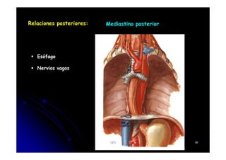 Relaciones posteriores: Mediastino posterior
Esófago
Nervios vagos
CFC 36
 