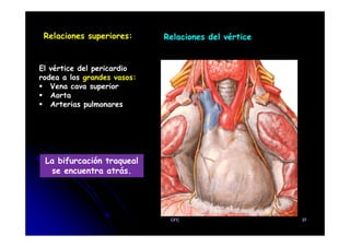 Relaciones superiores: Relaciones del vértice
El vértice del pericardio
rodea a los grandes vasos:
Vena cava superior
Aorta
Arterias pulmonares
La bifurcación traqueal
se encuentra atrás.
CFC 37
 