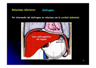 Relaciones inferiores: Diafragma
Por intermedio del diafragma se relaciona con la cavidad abdominal.
Cara diafragmática
del hígado Fundus
gástrico
CFC 38
 