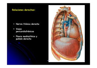 Relaciones derechas:
Nervio frénico derecho
Vasos
pericardiofrénicos
Pleura mediastínica y
pulmón derecho
CFC 39
 