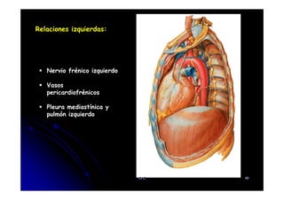 Relaciones izquierdas:
Nervio frénico izquierdo
Vasos
pericardiofrénicos
Pleura mediastínica y
pulmón izquierdo
CFC 40
 
