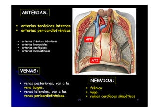 ARTERIAS:
arterias torácicas internas
arterias pericardiofrénicas
arterias frénicas inferiores
arterias bronquiales
arterias esofágicas
arterias mediastínicas
APF
VENAS:
venas posteriores, van a la
vena ácigos.
venas laterales, van a las
venas pericardiofrénicas.
NERVIOS:
frénico
vago
ramos cardíacos simpáticos
ATI
CFC 41
 