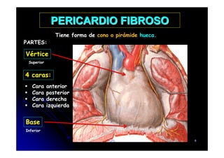 PERICARDIO FIBROSO
Tiene forma de cono o pirámide hueca.
4 caras:
Vértice
PARTES:
Superior
Base
Cara anterior
Cara posterior
Cara derecha
Cara izquierda
Inferior
CFC 6
 