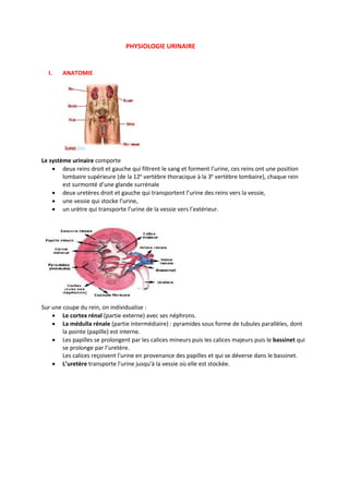 PHYSIOLOGIE URINAIRE
I. ANATOMIE
Le système urinaire comporte
 deux reins droit et gauche qui filtrent le sang et forment l’urine, ces reins ont une position
lombaire supérieure (de la 12e
vertèbre thoracique à la 3e
vertèbre lombaire), chaque rein
est surmonté d’une glande surrénale
 deux uretères droit et gauche qui transportent l’urine des reins vers la vessie,
 une vessie qui stocke l’urine,
 un urètre qui transporte l’urine de la vessie vers l’extérieur.
Sur une coupe du rein, on individualise :
 Le cortex rénal (partie externe) avec ses néphrons.
 La médulla rénale (partie intermédiaire) : pyramides sous forme de tubules parallèles, dont
la pointe (papille) est interne.
 Les papilles se prolongent par les calices mineurs puis les calices majeurs puis le bassinet qui
se prolonge par l’uretère.
Les calices reçoivent l'urine en provenance des papilles et qui se déverse dans le bassinet.
 L’uretère transporte l'urine jusqu'à la vessie où elle est stockée.
 