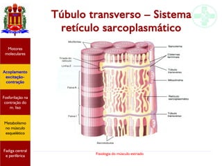 Fisiologia do músculo estriado
Túbulo transverso – Sistema
retículo sarcoplasmático
Acoplamento
excitação-
contração
Motores
moleculares
Fadiga central
e periférica
Fosforilação na
contração do
m. liso
Metabolismo
no músculo
esquelético
 