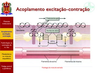 Fisiologia do músculo estriado
Acoplamento
excitação-
contração
Motores
moleculares
Fadiga central
e periférica
Fosforilação na
contração do
m. liso
Metabolismo
no músculo
esquelético
Acoplamento excitação-contração
 