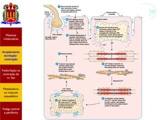 Fisiologia do músculo estriado
Acoplamento
excitação-
contração
Motores
moleculares
Fadiga central
e periférica
Fosforilação na
contração do
m. liso
Metabolismo
no músculo
esquelético
 