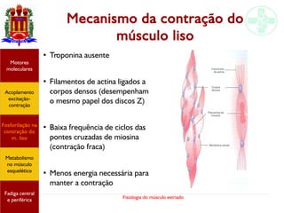 Fisiologia do músculo estriado
Mecanismo da contração do
músculo liso
●
Troponina ausente
●
Filamentos de actina ligados a
corpos densos (desempenham
o mesmo papel dos discos Z)
●
Baixa frequência de ciclos das
pontes cruzadas de miosina
(contração fraca)
●
Menos energia necessária para
manter a contração
Acoplamento
excitação-
contração
Motores
moleculares
Fadiga central
e periférica
Fosforilação na
contração do
m. liso
Metabolismo
no músculo
esquelético
 