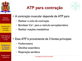 Fisiologia do músculo estriado
ATP para contração
●
A contração muscular depende de ATP para
– Realizar o ciclo de contração
– Bombear Ca2+ para o retículo sarcoplasmático
– Realizar reações metabólicas
●
Esse ATP é proveniente de 3 fontes principais
– Fosfocreatina
– Glicólise anaeróbica
– Respiração aeróbica
Acoplamento
excitação-
contração
Motores
moleculares
Fadiga central
e periférica
Fosforilação na
contração do
m. liso
Metabolismo
no músculo
esquelético
 