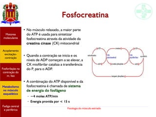 Fisiologia do músculo estriado
Fosfocreatina
Acoplamento
excitação-
contração
Motores
moleculares
Fadiga central
e periférica
Fosforilação na
contração do
m. liso
Metabolismo
no músculo
esquelético
●
No músculo relaxado, a maior parte
do ATP é usada para sintetizar
fosfocreatina através da atividade da
creatina cinase (CK) mitocondrial
●
Quando a contração se inicia e os
níveis de ADP começam a se elevar, a
CK miofibrilar cataliza a transferência
do Pi para o ADP.
●
A combinação do ATP disponível e da
fosfocreatina é chamada de sistema
de energia do fosfágeno
– ~4 moles ATP/min
– Energia provida por < 15 s
 