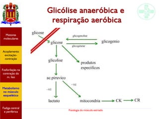 Fisiologia do músculo estriado
Glicólise anaeróbica e
respiração aeróbica
Acoplamento
excitação-
contração
Motores
moleculares
Fadiga central
e periférica
Fosforilação na
contração do
m. liso
Metabolismo
no músculo
esquelético
 