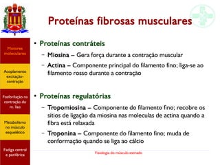 Fisiologia do músculo estriado
Proteínas fibrosas musculares
●
Proteínas contráteis
– Miosina – Gera força durante a contração muscular
– Actina – Componente principal do filamento fino; liga-se ao
filamento rosso durante a contração
●
Proteínas regulatórias
– Tropomiosina – Componente do filamento fino; recobre os
sítios de ligação da miosina nas moleculas de actina quando a
fibra está relaxada
– Troponina – Componente do filamento fino; muda de
conformação quando se liga ao cálcio
Acoplamento
excitação-
contração
Motores
moleculares
Fadiga central
e periférica
Fosforilação na
contração do
m. liso
Metabolismo
no músculo
esquelético
 