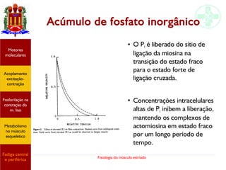 Fisiologia do músculo estriado
Acoplamento
excitação-
contração
Motores
moleculares
Fadiga central
e periférica
Fosforilação na
contração do
m. liso
Metabolismo
no músculo
esquelético
Acúmulo de fosfato inorgânico
● O Pi é liberado do sítio de
ligação da miosina na
transição do estado fraco
para o estado forte de
ligação cruzada.
●
Concentrações intracelulares
altas de Pi inibem a liberação,
mantendo os complexos de
actomiosina em estado fraco
por um longo período de
tempo.
 