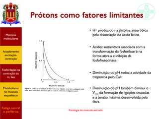 Fisiologia do músculo estriado
Prótons como fatores limitantes
Acoplamento
excitação-
contração
Motores
moleculares
Fadiga central
e periférica
Fosforilação na
contração do
m. liso
Metabolismo
no músculo
esquelético
●
H+ produzido na glicólise anaeróbica
pela dissociação do ácido lático.
●
Acidez aumentada associada com a
transformação da fosforilase b na
forma ativa a e inibição da
fosfofrutocinase
●
Diminuição do pH reduz a atividade da
troponina pelo Ca2+
●
Diminuição do pH também diminui o
Vmax da formação de ligações cruzadas
e a tensão máxima desenvolvida pela
fibra.
 