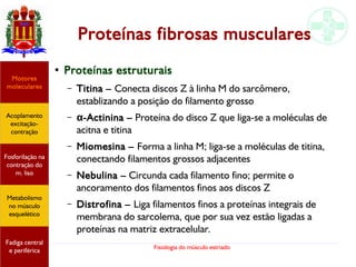 Fisiologia do músculo estriado
Proteínas fibrosas musculares
●
Proteínas estruturais
– Titina – Conecta discos Z à linha M do sarcômero,
establizando a posição do filamento grosso
– α-Actinina – Proteína do disco Z que liga-se a moléculas de
acitna e titina
– Miomesina – Forma a linha M; liga-se a moléculas de titina,
conectando filamentos grossos adjacentes
– Nebulina – Circunda cada filamento fino; permite o
ancoramento dos filamentos finos aos discos Z
– Distrofina – Liga filamentos finos a proteínas integrais de
membrana do sarcolema, que por sua vez estão ligadas a
proteínas na matriz extracelular.
Acoplamento
excitação-
contração
Motores
moleculares
Fadiga central
e periférica
Fosforilação na
contração do
m. liso
Metabolismo
no músculo
esquelético
 