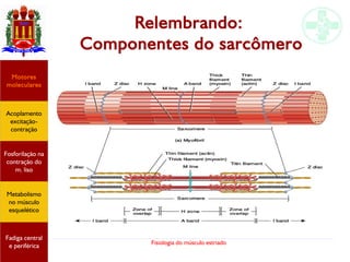 Fisiologia do músculo estriado
Relembrando:
Componentes do sarcômero
Acoplamento
excitação-
contração
Motores
moleculares
Fadiga central
e periférica
Fosforilação na
contração do
m. liso
Metabolismo
no músculo
esquelético
 