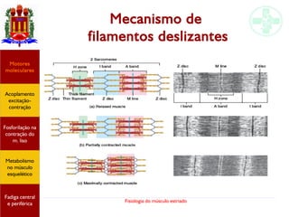 Fisiologia do músculo estriado
Mecanismo de
filamentos deslizantes
Acoplamento
excitação-
contração
Motores
moleculares
Fadiga central
e periférica
Fosforilação na
contração do
m. liso
Metabolismo
no músculo
esquelético
 