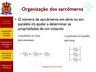 Fisiologia do músculo estriado
Organização dos sarcômeros
Acoplamento
excitação-
contração
Motores
moleculares
Fadiga central
e periférica
Fosforilação na
contração do
m. liso
Metabolismo
no músculo
esquelético
● O número de sarcômeros em série ou em
paralelo irá ajudar a determinar as
propriedades de um músculo
3 sarcômeros em série
(alta velocidade)
3 sarcômeros em paralelo
(alta força)
 