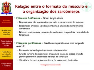 Fisiologia do músculo estriado
Relação entre o formato do músculo e
a organização dos sarcômeros
●
Músculos fusiformes – Fibras longitudinais
– Normalmente não se estendem por todo o comprimento do músculo
– Sarcômeros em série; velocidade máxima e amplitude de movimento
aumentadas
– Número relativamente pequeno de sarcômeros em paralelo; capacidade de
força baixa
●
Músculos peniformes – Tendões em paralelo ao eixo longo do
músculo
– Fibras orientadas diagonalmente em relação ao eixo
– Grande número de sarcômeros em paraelo e área de secção cruzada
grande promovem capacidade de força de contração
– Velocidade de contração e amplitude de movimento diminuidas
Acoplamento
excitação-
contração
Motores
moleculares
Fadiga central
e periférica
Fosforilação na
contração do
m. liso
Metabolismo
no músculo
esquelético
 