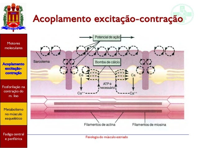 o que é mecanismo de Acoplamento excitação-contração no músculo ...