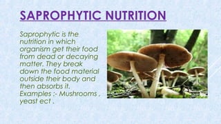 SAPROPHYTIC NUTRITION
Saprophytic is the
nutrition in which
organism get their food
from dead or decaying
matter. They break
down the food material
outside their body and
then absorbs it.
Examples :- Mushrooms ,
yeast ect .
 