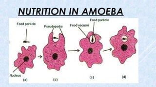 NUTRITION IN AMOEBA
 
