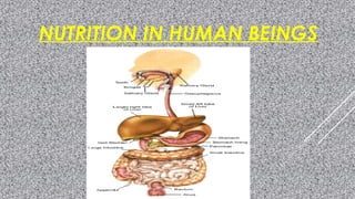 NUTRITION IN HUMAN BEINGS
 