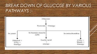 BREAK DOWN OF GLUCOSE BY VARIOUS
PATHWAYS :-
 