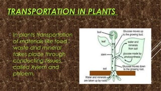 TRANSPORTATION IN PLANTSTRANSPORTATION IN PLANTS
 In plants transportation
of materials like food ,
waste and mineral
takes place through
conducting tissues
called Xylem and
phloem.
 