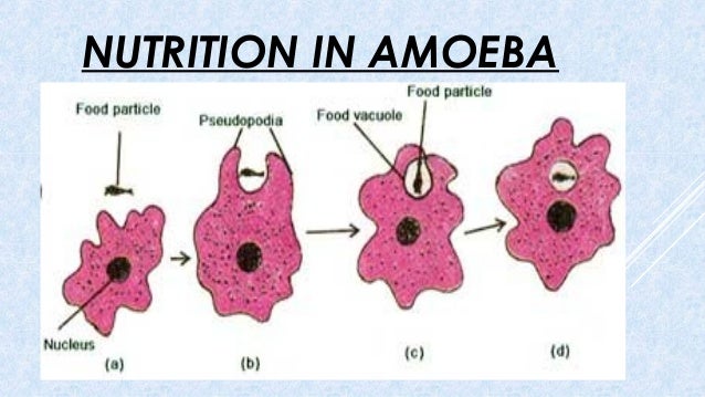 Life processes diagram of amoeba eating food 