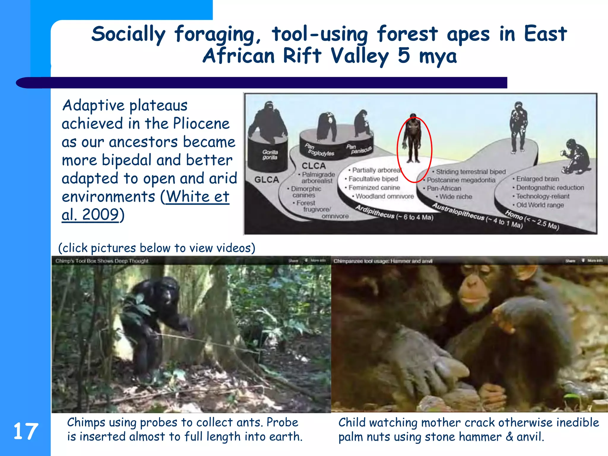 Socially foraging, tool-using forest apes in East
African Rift Valley 5 mya
17
Chimps using probes to collect ants. Probe
is inserted almost to full length into earth.
Child watching mother crack otherwise inedible
palm nuts using stone hammer & anvil.
Adaptive plateaus
achieved in the Pliocene
as our ancestors became
more bipedal and better
adapted to open and arid
environments (White et
al. 2009)
(click pictures below to view videos)
 