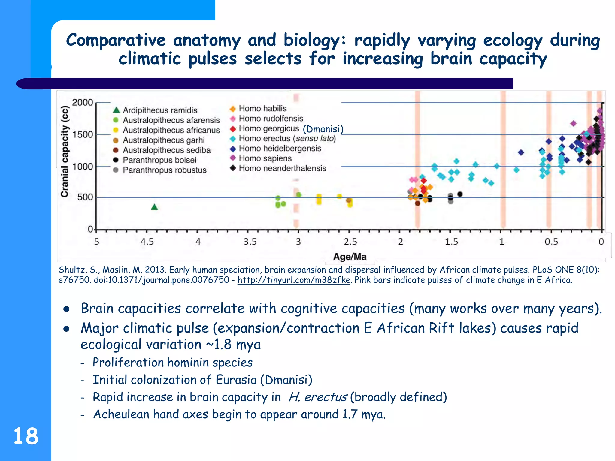 Comparative anatomy and biology: rapidly varying ecology during
climatic pulses selects for increasing brain capacity
 Brain capacities correlate with cognitive capacities (many works over many years).
 Major climatic pulse (expansion/contraction E African Rift lakes) causes rapid
ecological variation ~1.8 mya
– Proliferation hominin species
– Initial colonization of Eurasia (Dmanisi)
– Rapid increase in brain capacity in H. erectus (broadly defined)
– Acheulean hand axes begin to appear around 1.7 mya.
18
(Dmanisi)
Shultz, S., Maslin, M. 2013. Early human speciation, brain expansion and dispersal influenced by African climate pulses. PLoS ONE 8(10):
e76750. doi:10.1371/journal.pone.0076750 - http://tinyurl.com/m38zfke. Pink bars indicate pulses of climate change in E Africa.
 