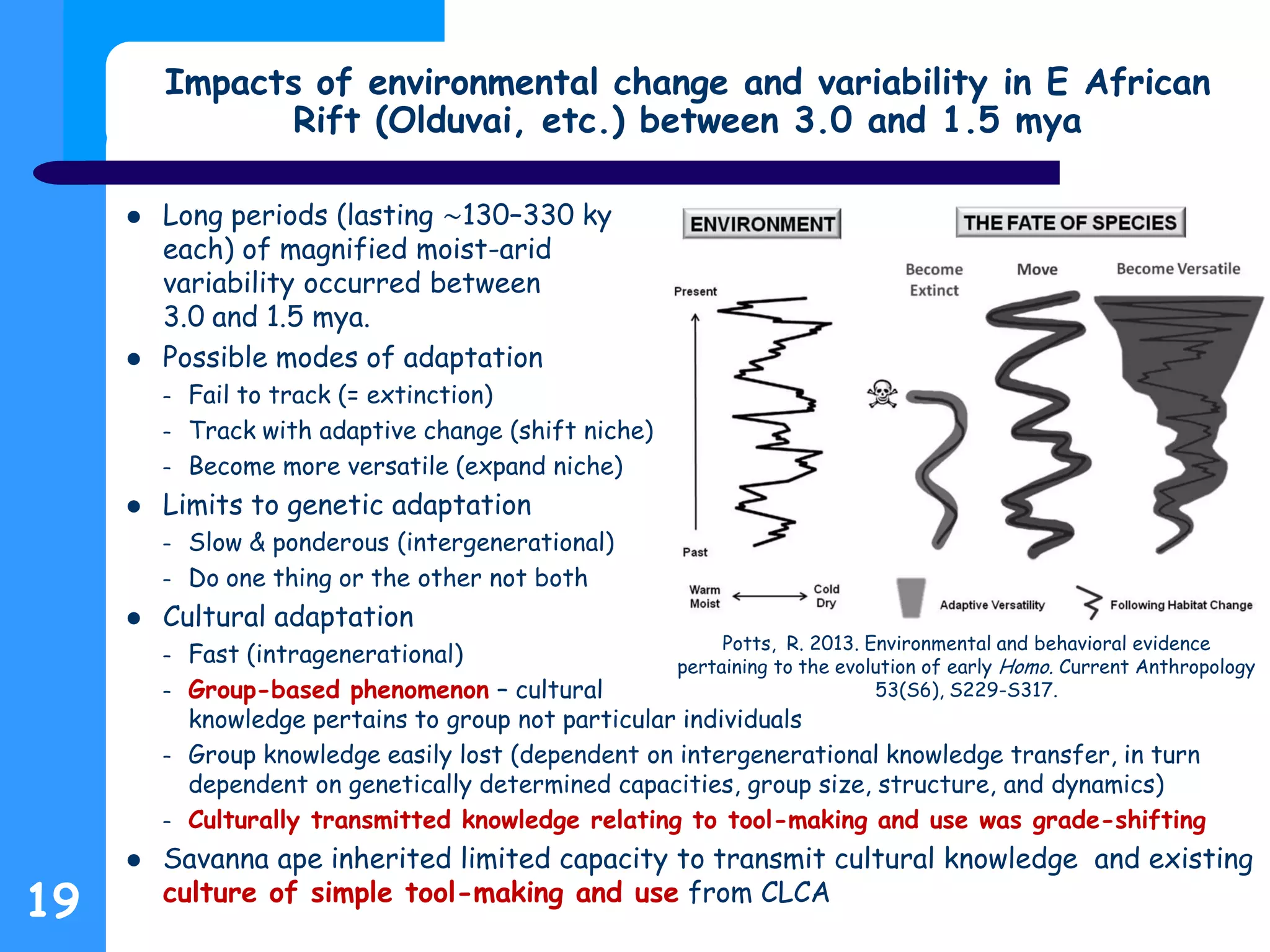 Impacts of environmental change and variability in E African
Rift (Olduvai, etc.) between 3.0 and 1.5 mya
 Long periods (lasting ∼130–330 ky
each) of magnified moist-arid
variability occurred between
3.0 and 1.5 mya.
 Possible modes of adaptation
– Fail to track (= extinction)
– Track with adaptive change (shift niche)
– Become more versatile (expand niche)
 Limits to genetic adaptation
– Slow & ponderous (intergenerational)
– Do one thing or the other not both
 Cultural adaptation
– Fast (intragenerational)
– Group-based phenomenon – cultural
knowledge pertains to group not particular individuals
– Group knowledge easily lost (dependent on intergenerational knowledge transfer, in turn
dependent on genetically determined capacities, group size, structure, and dynamics)
– Culturally transmitted knowledge relating to tool-making and use was grade-shifting
 Savanna ape inherited limited capacity to transmit cultural knowledge and existing
culture of simple tool-making and use from CLCA
19
Potts, R. 2013. Environmental and behavioral evidence
pertaining to the evolution of early Homo. Current Anthropology
53(S6), S229-S317.
 