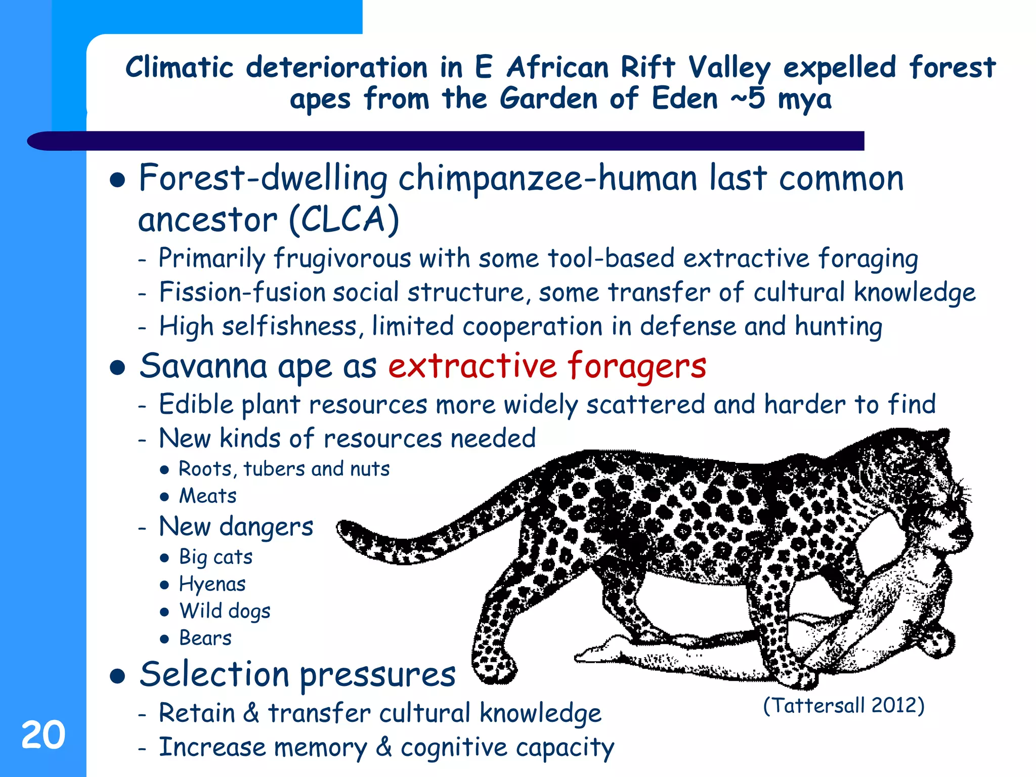  Forest-dwelling chimpanzee-human last common
ancestor (CLCA)
– Primarily frugivorous with some tool-based extractive foraging
– Fission-fusion social structure, some transfer of cultural knowledge
– High selfishness, limited cooperation in defense and hunting
 Savanna ape as extractive foragers
– Edible plant resources more widely scattered and harder to find
– New kinds of resources needed
 Roots, tubers and nuts
 Meats
– New dangers
 Big cats
 Hyenas
 Wild dogs
 Bears
 Selection pressures
– Retain & transfer cultural knowledge
– Increase memory & cognitive capacity
Climatic deterioration in E African Rift Valley expelled forest
apes from the Garden of Eden ~5 mya
20
(Tattersall 2012)
 