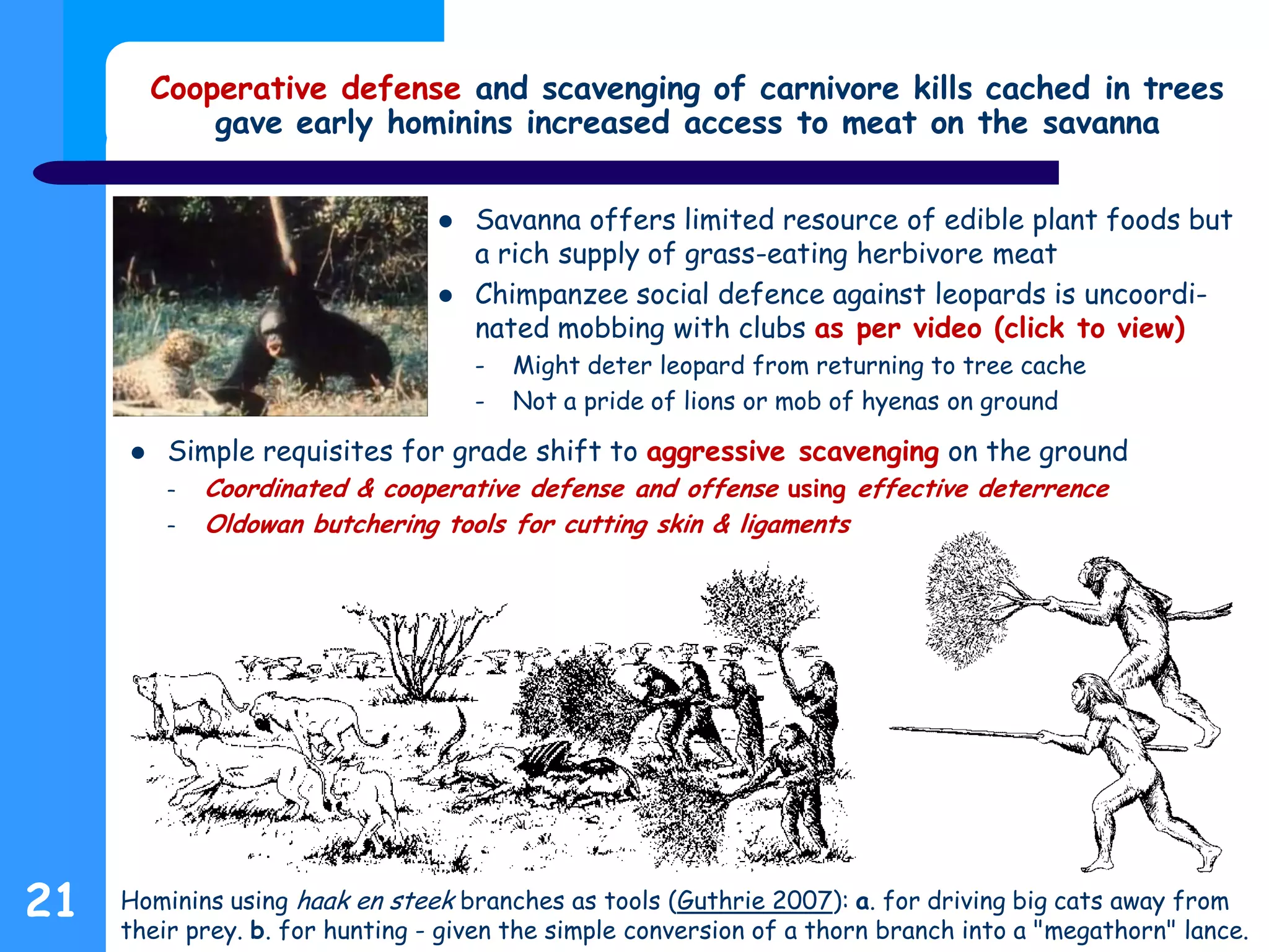 Hominins using haak en steek branches as tools (Guthrie 2007): a. for driving big cats away from
their prey. b. for hunting - given the simple conversion of a thorn branch into a "megathorn" lance.
Cooperative defense and scavenging of carnivore kills cached in trees
gave early hominins increased access to meat on the savanna
 Simple requisites for grade shift to aggressive scavenging on the ground
– Coordinated & cooperative defense and offense using effective deterrence
– Oldowan butchering tools for cutting skin & ligaments
21
 Savanna offers limited resource of edible plant foods but
a rich supply of grass-eating herbivore meat
 Chimpanzee social defence against leopards is uncoordi-
nated mobbing with clubs as per video (click to view)
- Might deter leopard from returning to tree cache
- Not a pride of lions or mob of hyenas on ground
 