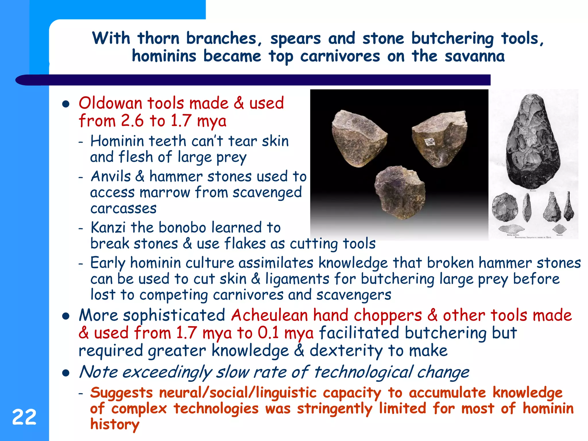 22
With thorn branches, spears and stone butchering tools,
hominins became top carnivores on the savanna
 Oldowan tools made & used
from 2.6 to 1.7 mya
– Hominin teeth can’t tear skin
and flesh of large prey
– Anvils & hammer stones used to
access marrow from scavenged
carcasses
– Kanzi the bonobo learned to
break stones & use flakes as cutting tools
– Early hominin culture assimilates knowledge that broken hammer stones
can be used to cut skin & ligaments for butchering large prey before
lost to competing carnivores and scavengers
 More sophisticated Acheulean hand choppers & other tools made
& used from 1.7 mya to 0.1 mya facilitated butchering but
required greater knowledge & dexterity to make
 Note exceedingly slow rate of technological change
– Suggests neural/social/linguistic capacity to accumulate knowledge
of complex technologies was stringently limited for most of hominin
history
 