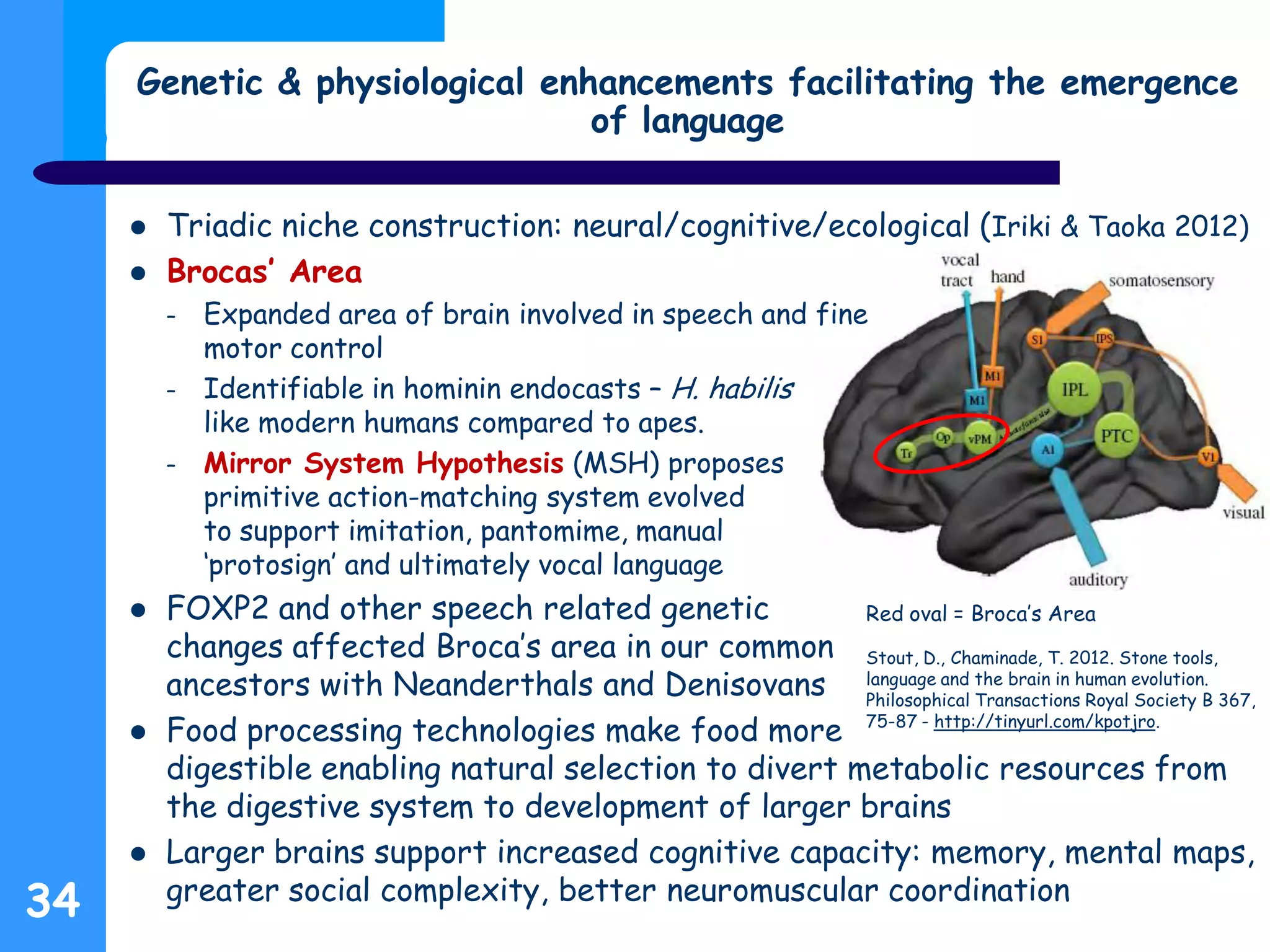 Red oval = Broca’s Area
Stout, D., Chaminade, T. 2012. Stone tools,
language and the brain in human evolution.
Philosophical Transactions Royal Society B 367,
75-87 - http://tinyurl.com/kpotjro.
 Triadic niche construction: neural/cognitive/ecological (Iriki & Taoka 2012)
 Brocas’ Area
– Expanded area of brain involved in speech and fine
motor control
– Identifiable in hominin endocasts – H. habilis
like modern humans compared to apes.
– Mirror System Hypothesis (MSH) proposes
primitive action-matching system evolved
to support imitation, pantomime, manual
‘protosign’ and ultimately vocal language
 FOXP2 and other speech related genetic
changes affected Broca’s area in our common
ancestors with Neanderthals and Denisovans
 Food processing technologies make food more
digestible enabling natural selection to divert metabolic resources from
the digestive system to development of larger brains
 Larger brains support increased cognitive capacity: memory, mental maps,
greater social complexity, better neuromuscular coordination
Genetic & physiological enhancements facilitating the emergence
of language
34
 