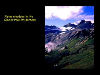 Alpine meadows in the Glacier Peak Wilderness. 